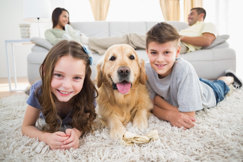 Indoor Air Quality Improvement Tips for Pet Owners